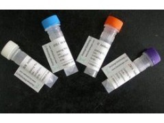 组织因子抗体产品介绍与供应详情 - 上海安研生物试剂销售网